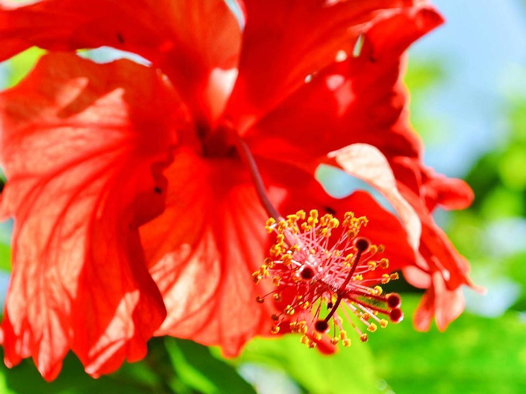 Caribe Town Bungalows Puerto Viejo de Talamanca エクステリア 写真